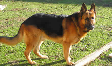 chien black